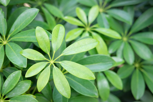 Schefflera leucantha